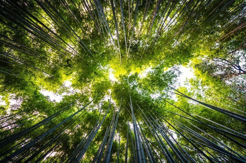 Beautiful landscape of bamboo grove in the forest at Arashiyama Vetfleur