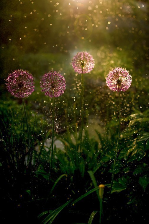 Evening light shines over green grass and field flowers Vetfleur