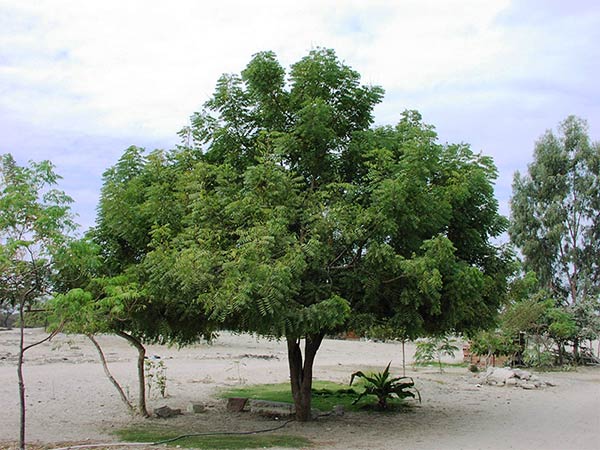 Árvore de neem com 6 anos