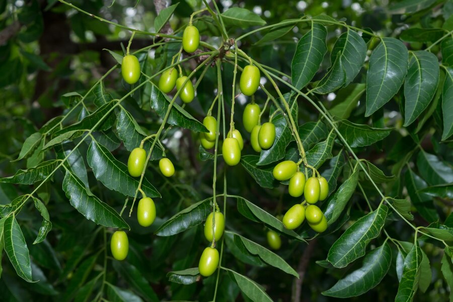fruto fresco e verde de neem