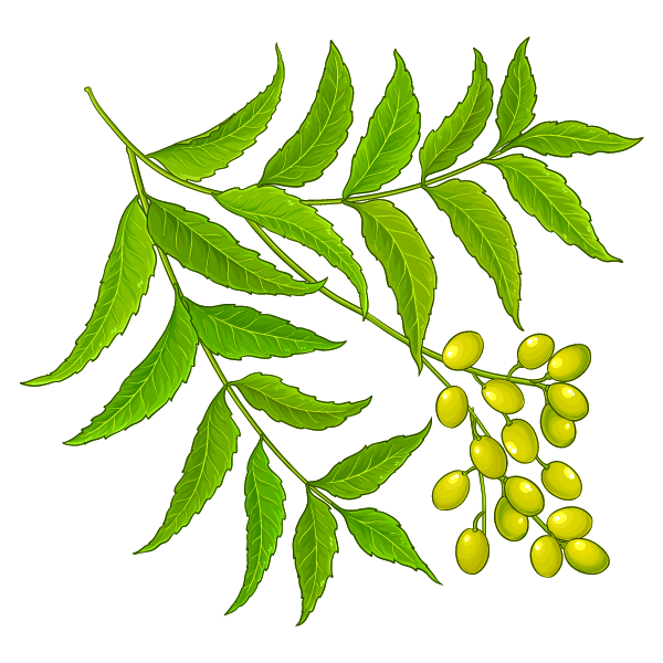 Repelente neem - ilustração de folhas e bagas de neem