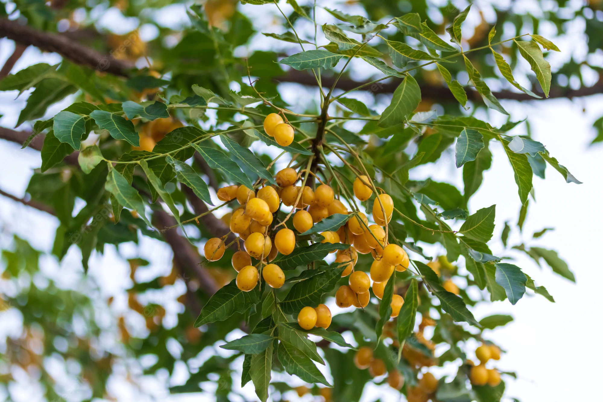 fruto amarelo e maduro de neem
